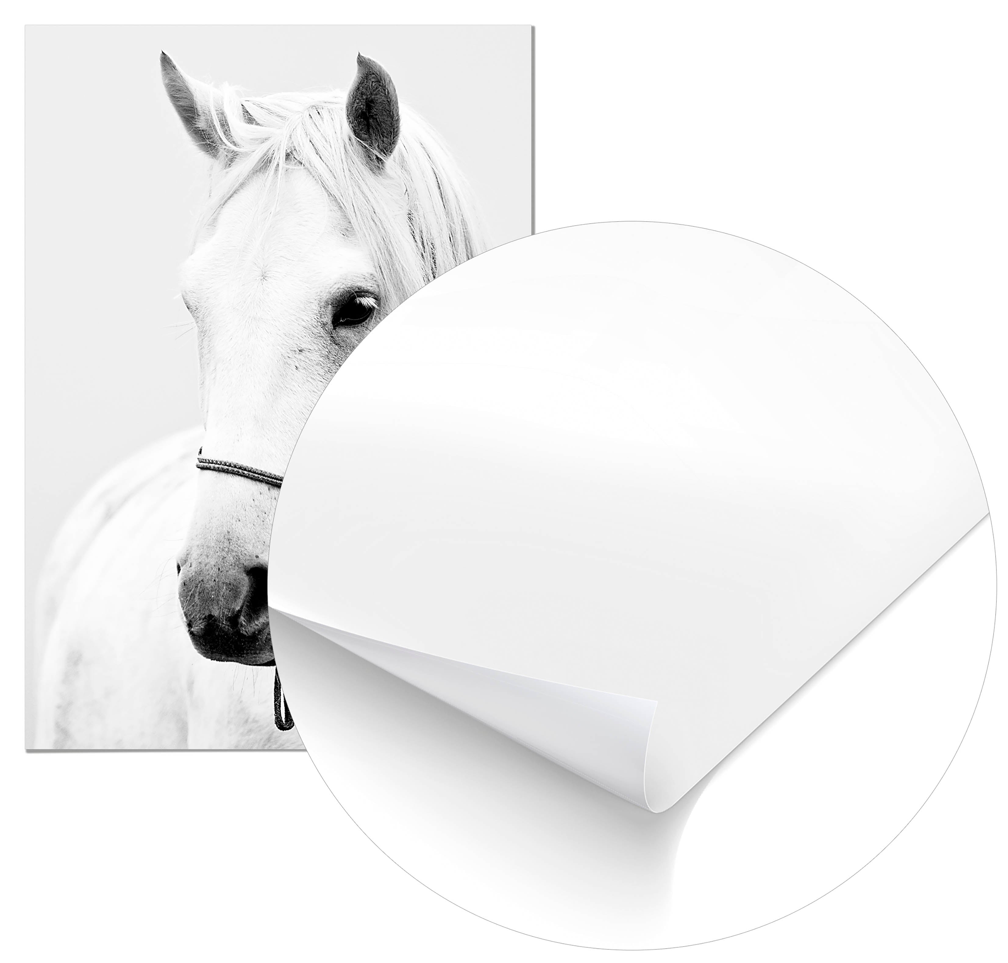 Cuadro Caballo Home & Living 