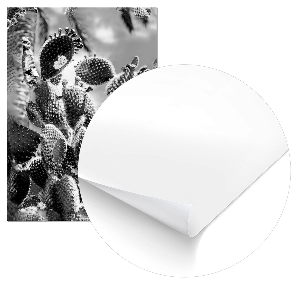 Cuadro Cactus Blanco y Negro freeshipping - Home and Living