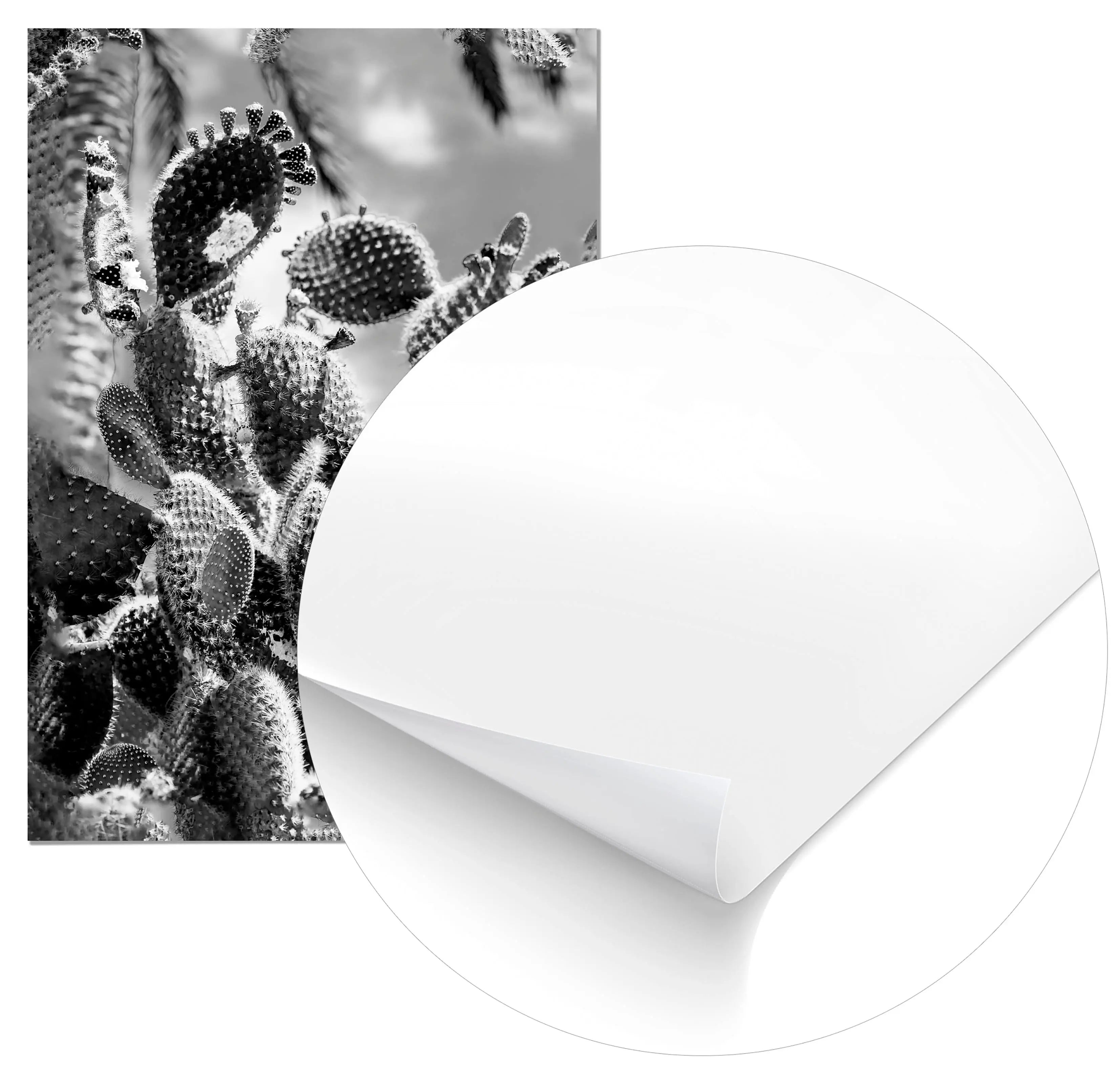 Cuadro Cactus Blanco y Negro freeshipping - Home and Living