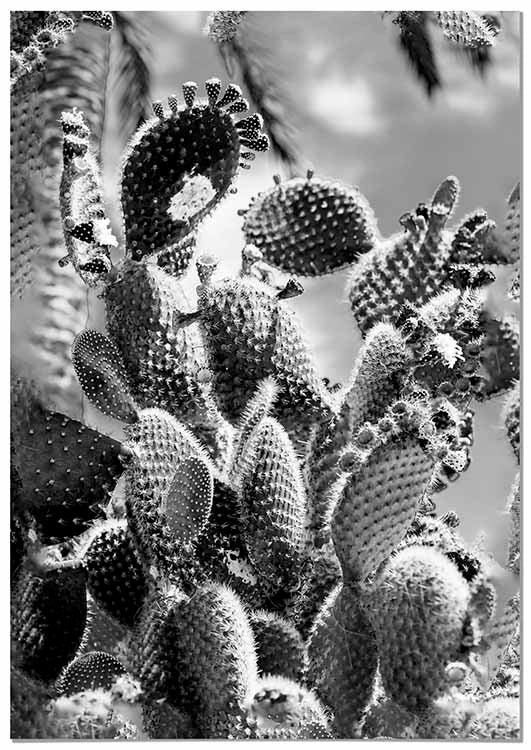 Cuadro Cactus Blanco y Negro Home & Living 