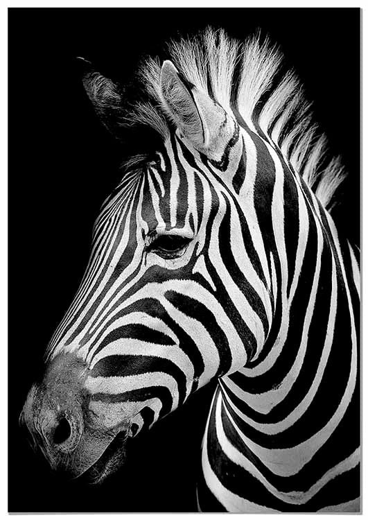 Cuadro Cebra Home & Living 