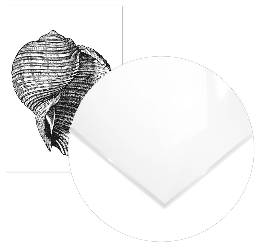 Cuadro Concha de Mar Vintage Home & Living 