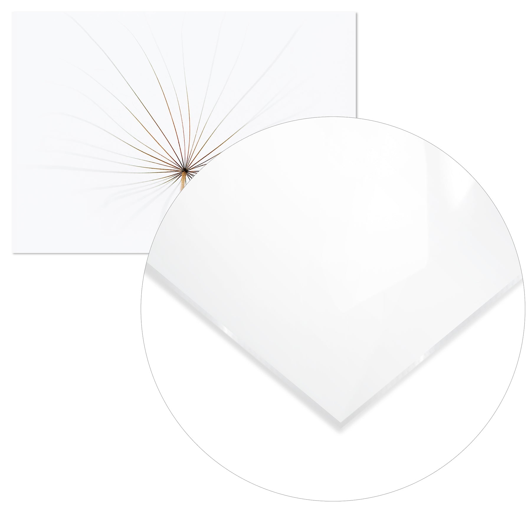 Cuadro Diente de León Home & Living 