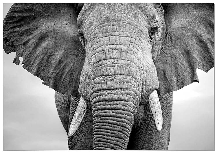 Cuadro Elefante Home & Living 