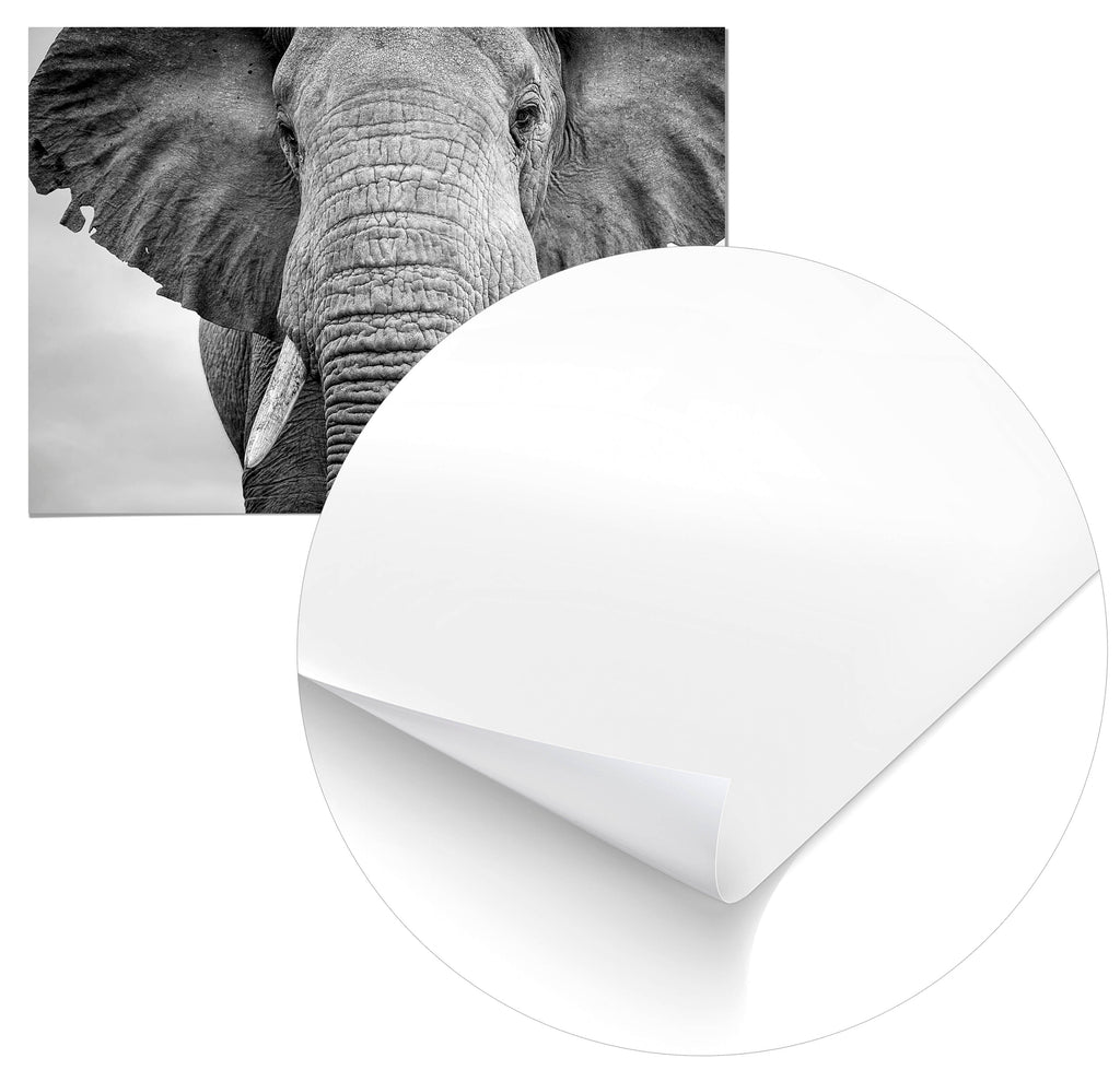 Cuadro Elefante Home & Living 