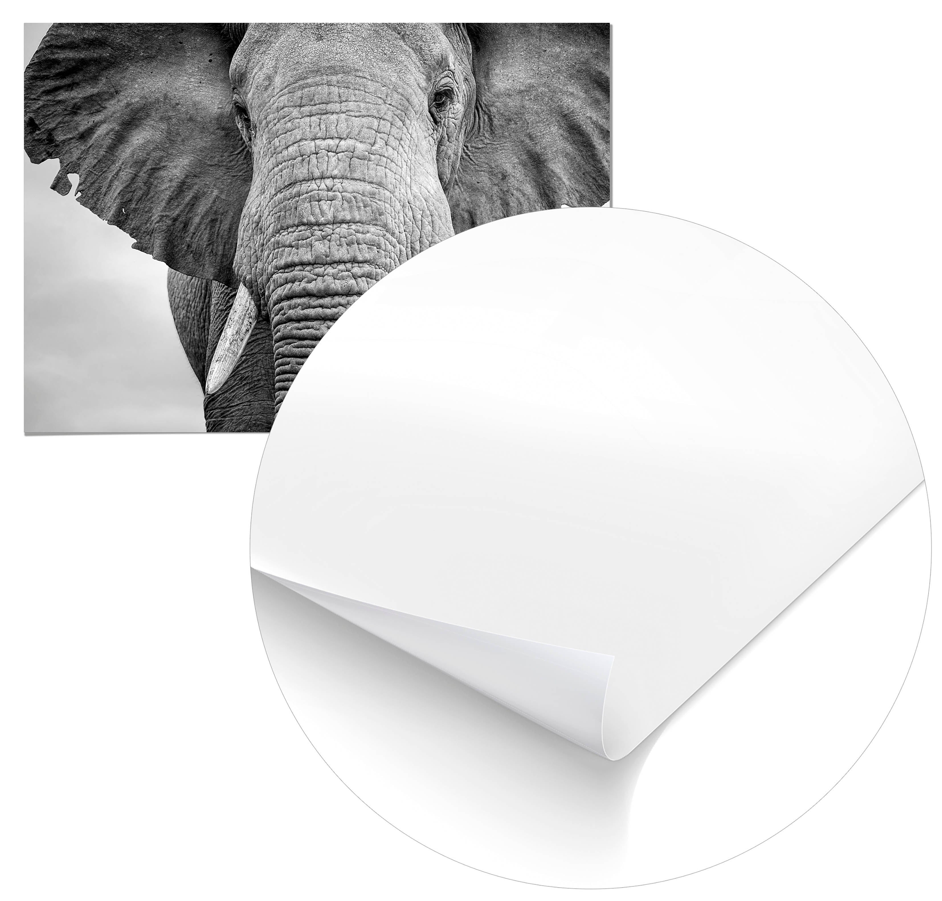 Cuadro Elefante Home & Living 