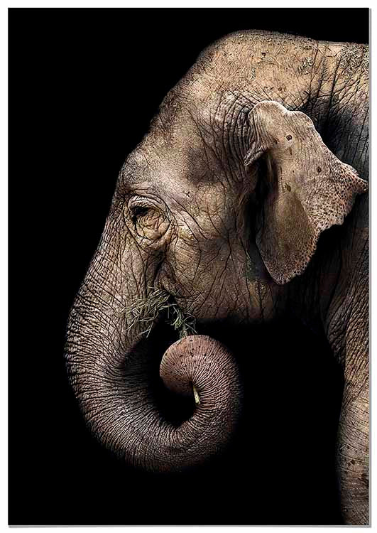 Cuadro Elefante Perfil Home & Living 