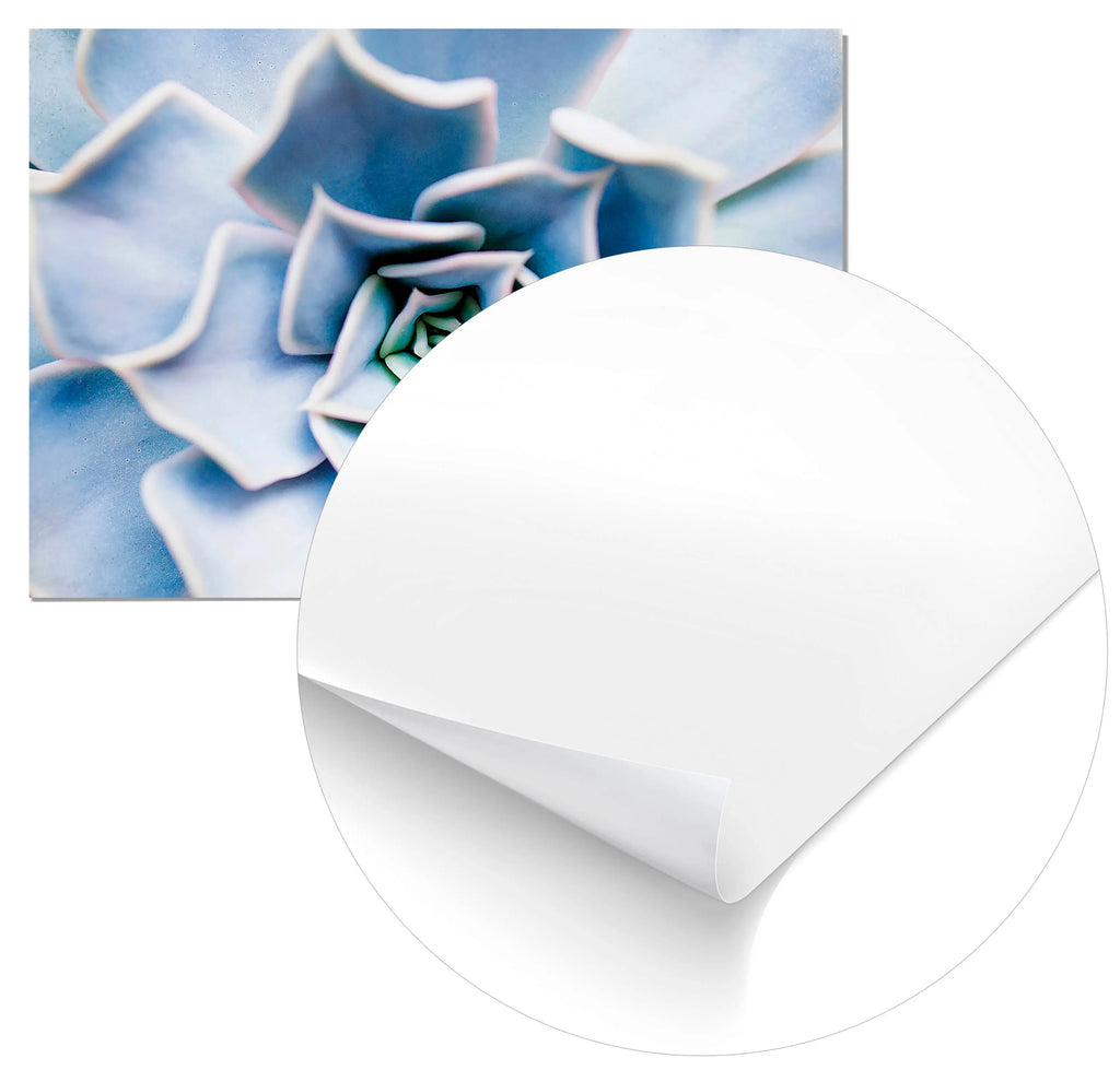 Cuadro Flor Suculenta freeshipping - Home and Living