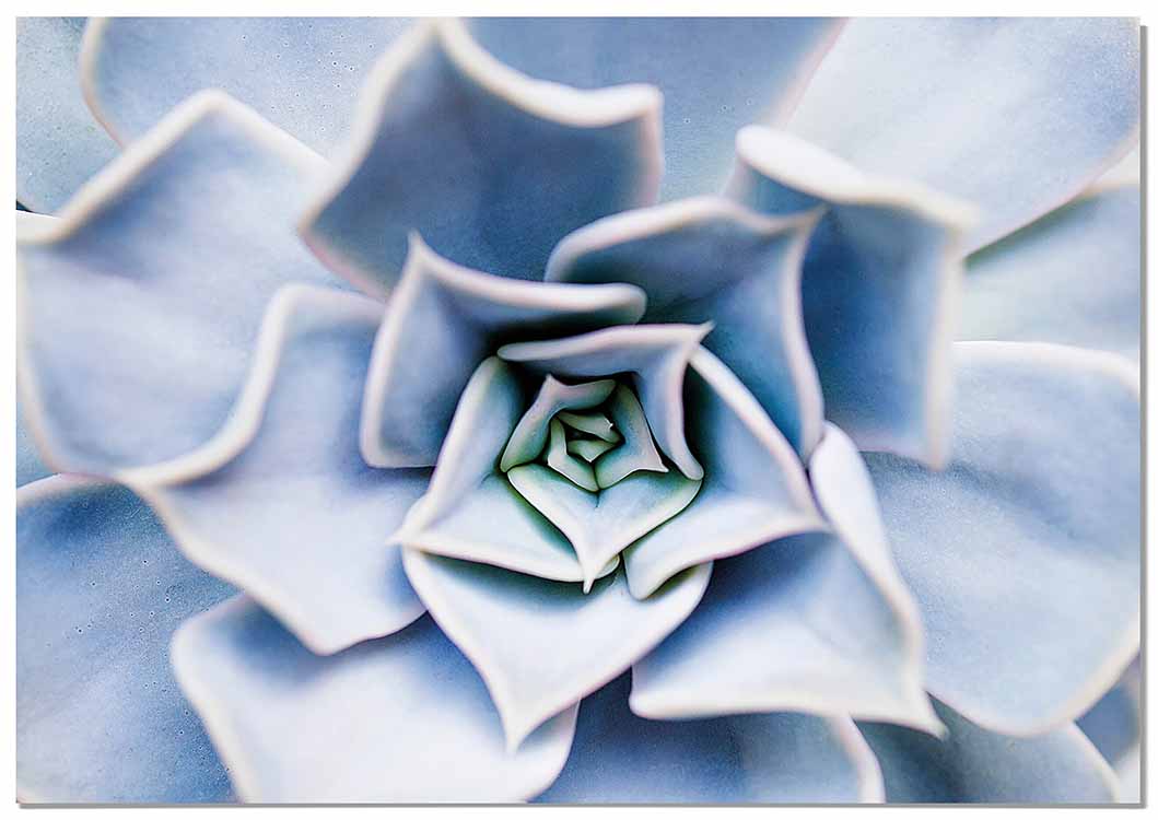 Cuadro Flor Suculenta Home & Living 