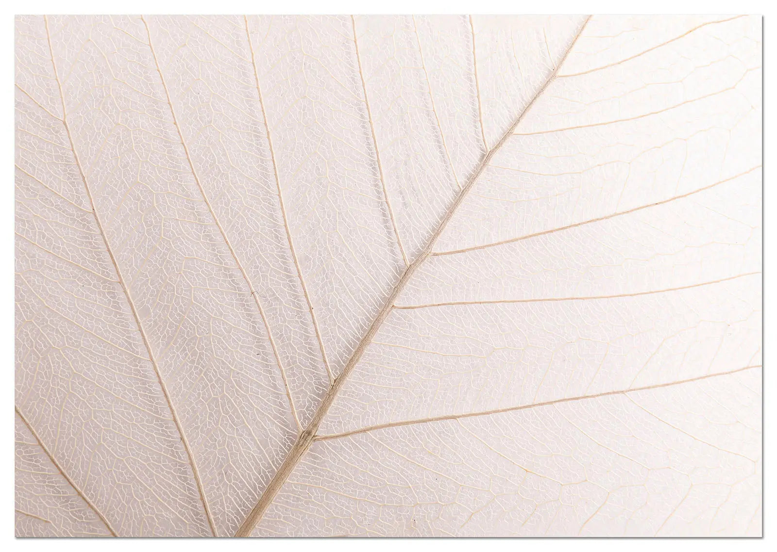 Cuadro Hoja Neutra freeshipping - Home and Living