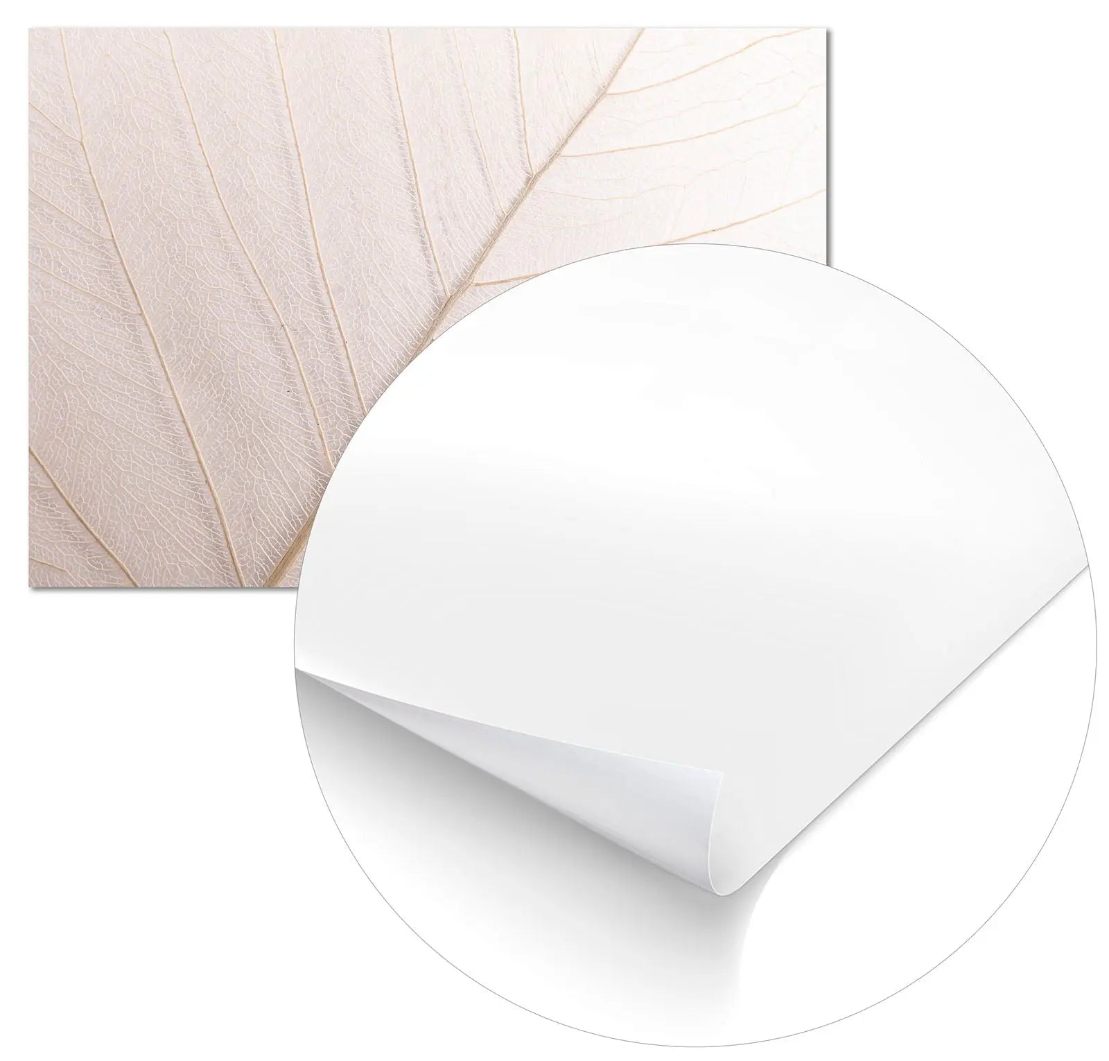 Cuadro Hoja Neutra freeshipping - Home and Living