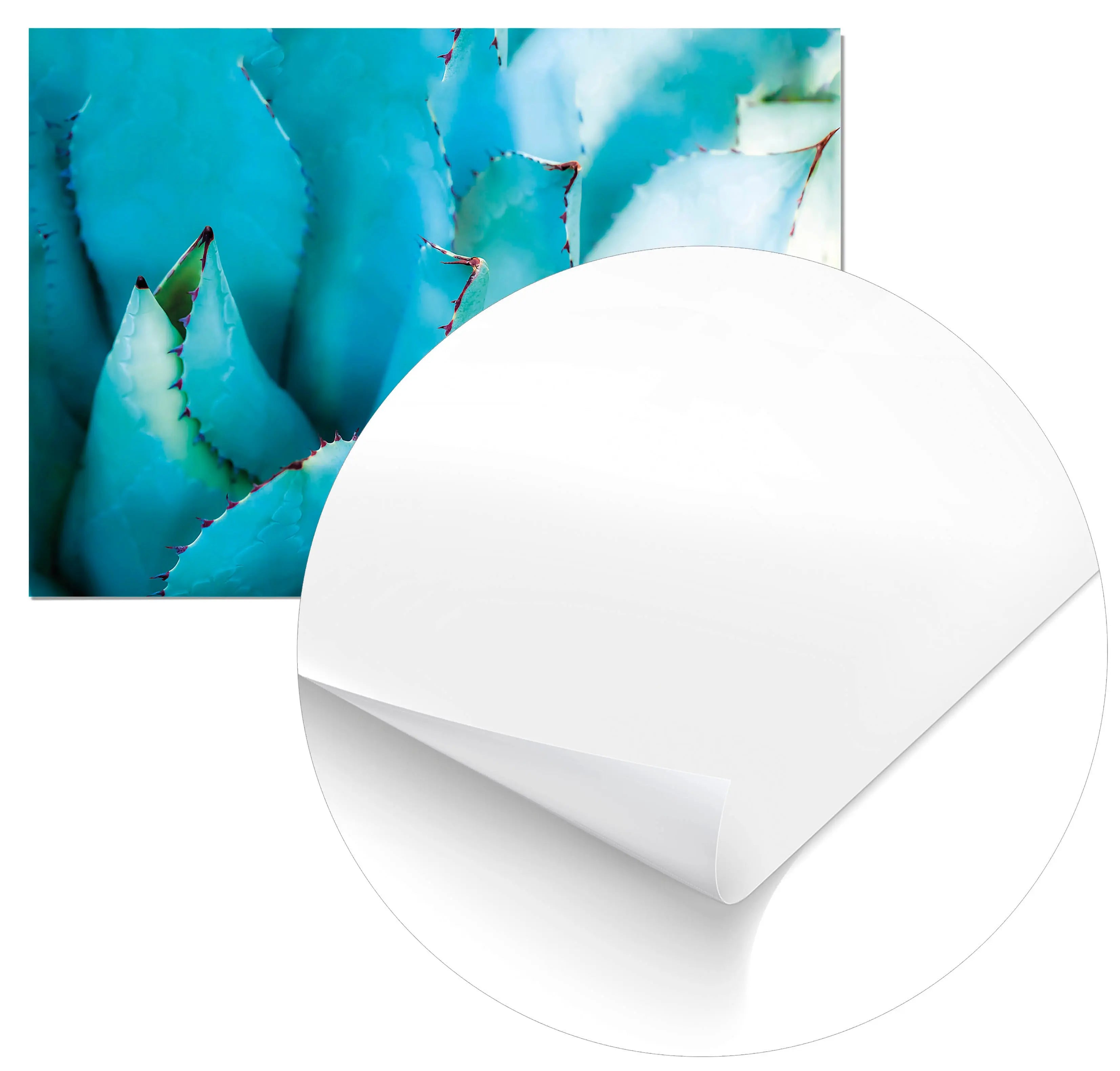 Cuadro Hojas Ágave freeshipping - Home and Living