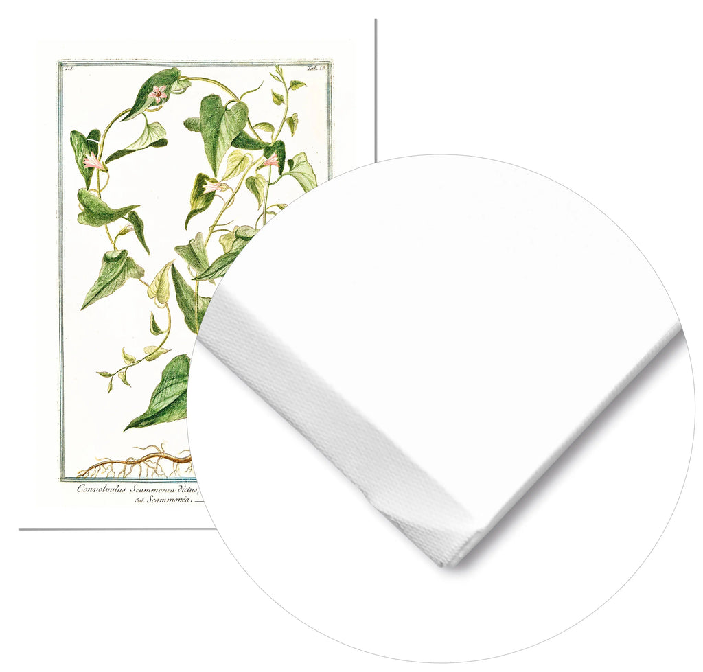 Cuadro Ilustración Botánica Convolvolus freeshipping - Home and Living