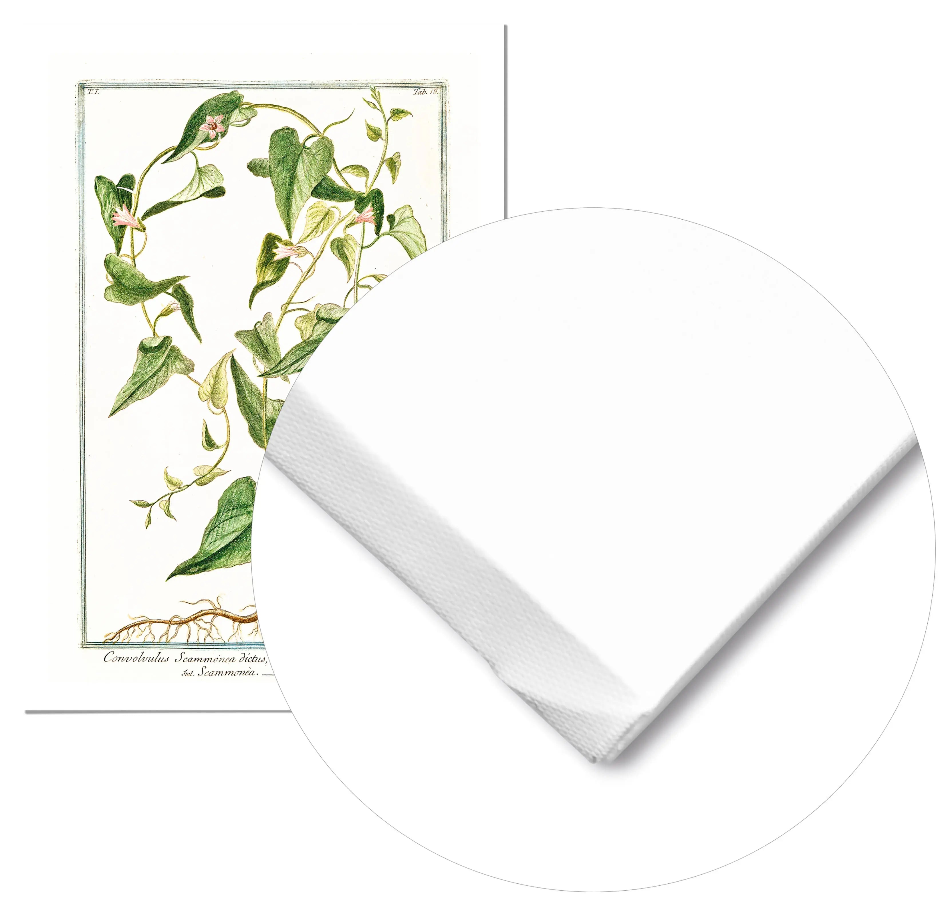 Cuadro Ilustración Botánica Convolvolus freeshipping - Home and Living