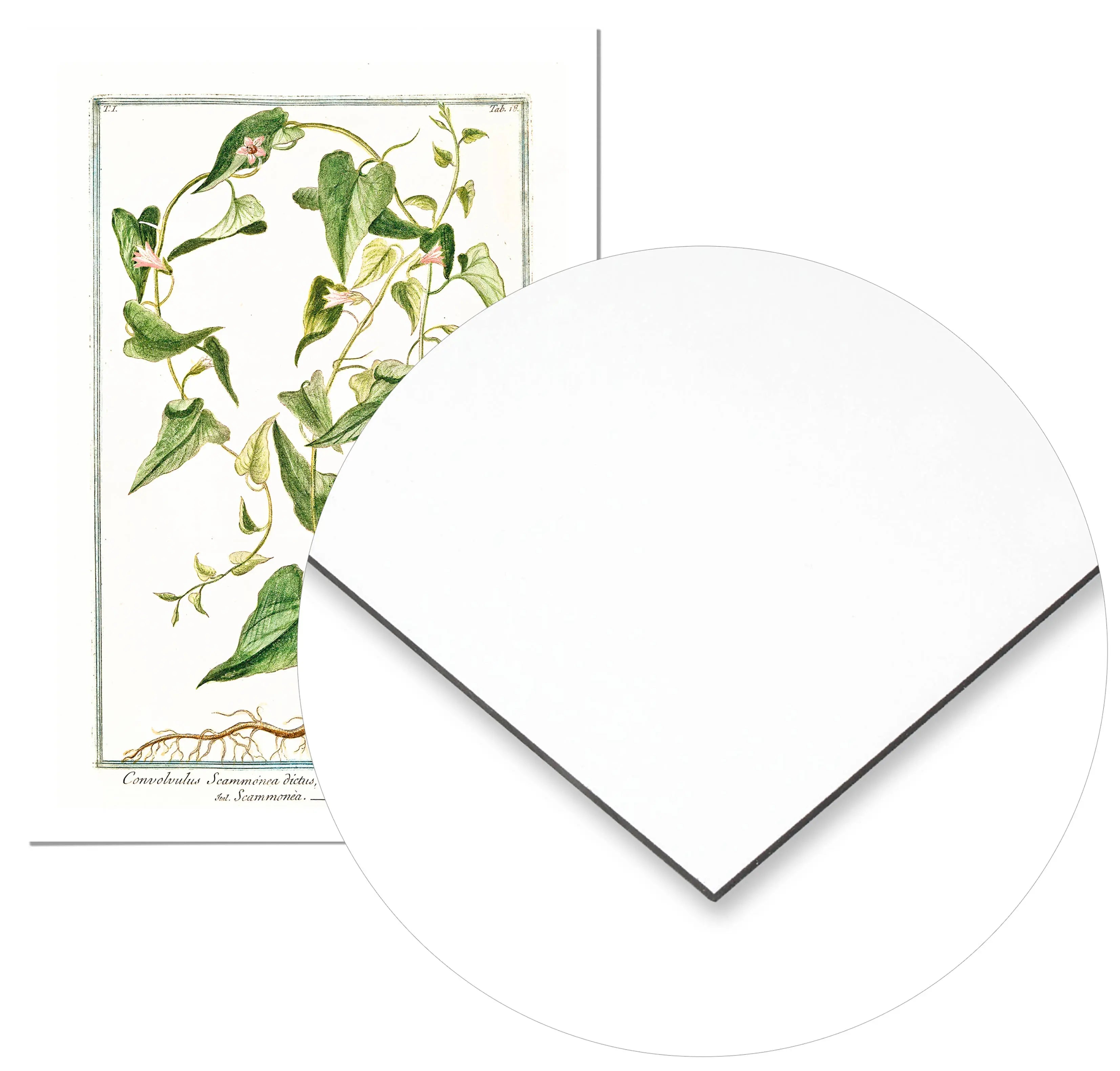 Cuadro Ilustración Botánica Convolvolus freeshipping - Home and Living