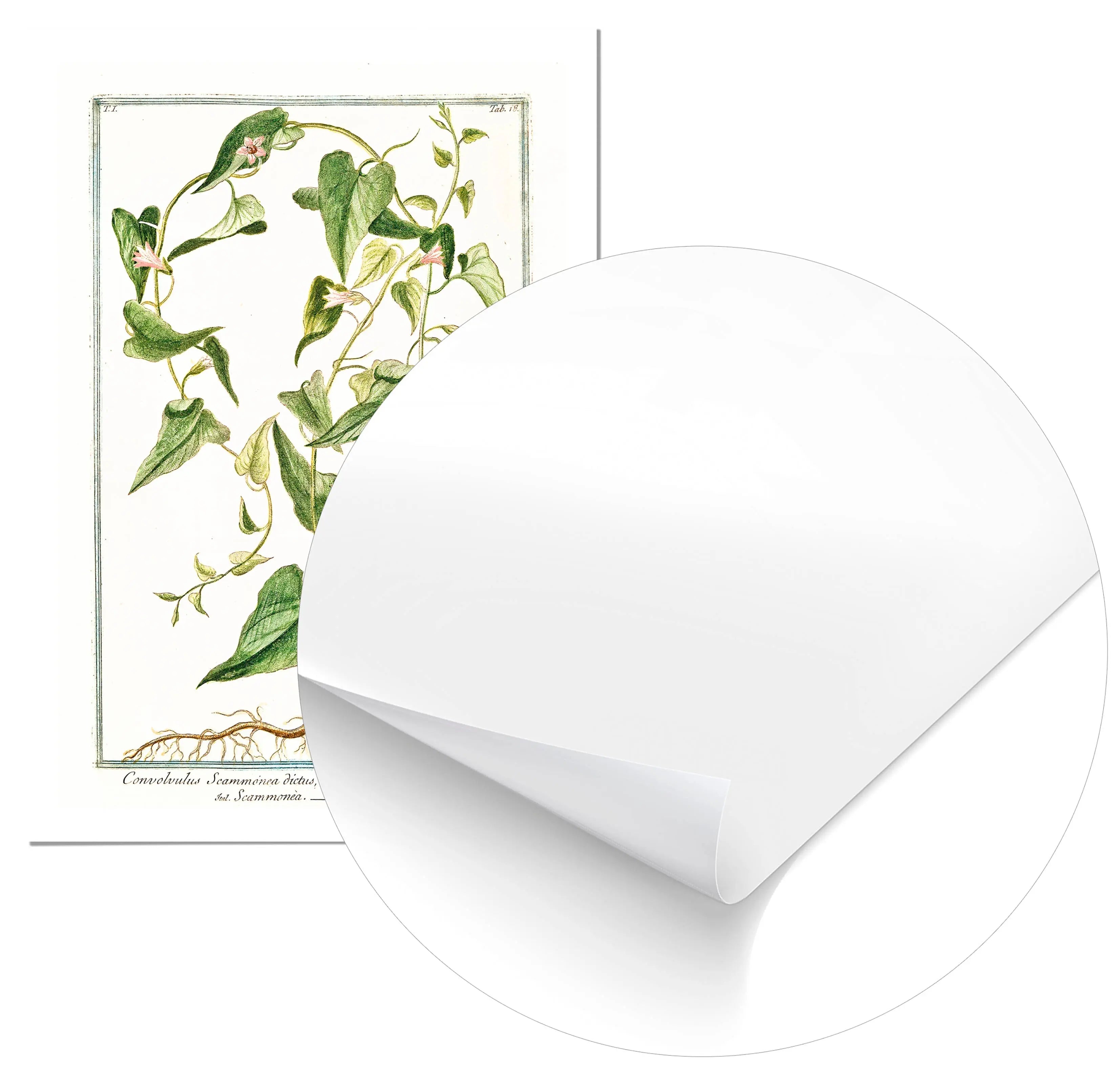 Cuadro Ilustración Botánica Convolvolus Home & Living Póster70x100cm