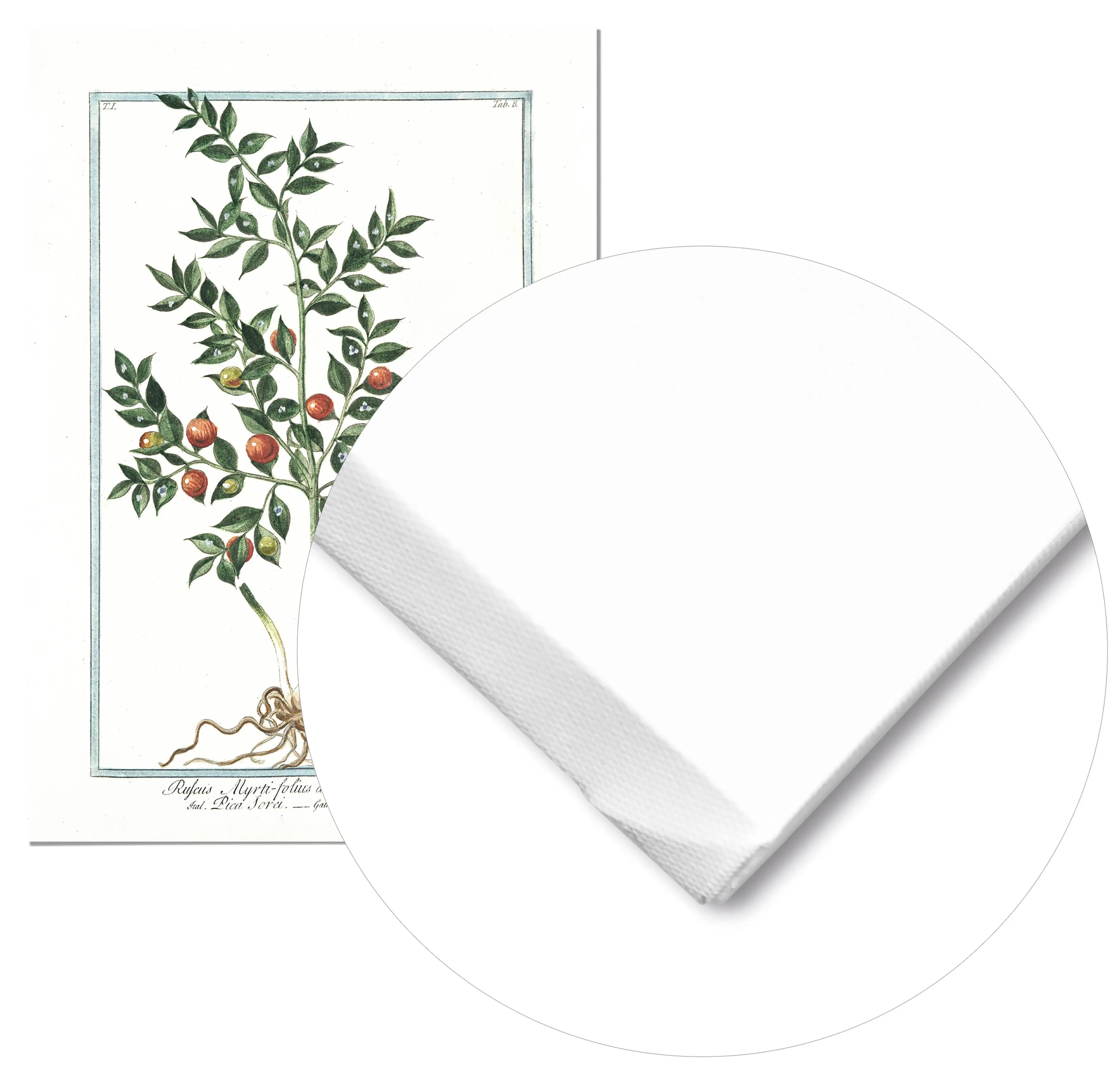 Cuadro Ilustración Botánica Ruscus freeshipping - Home and Living