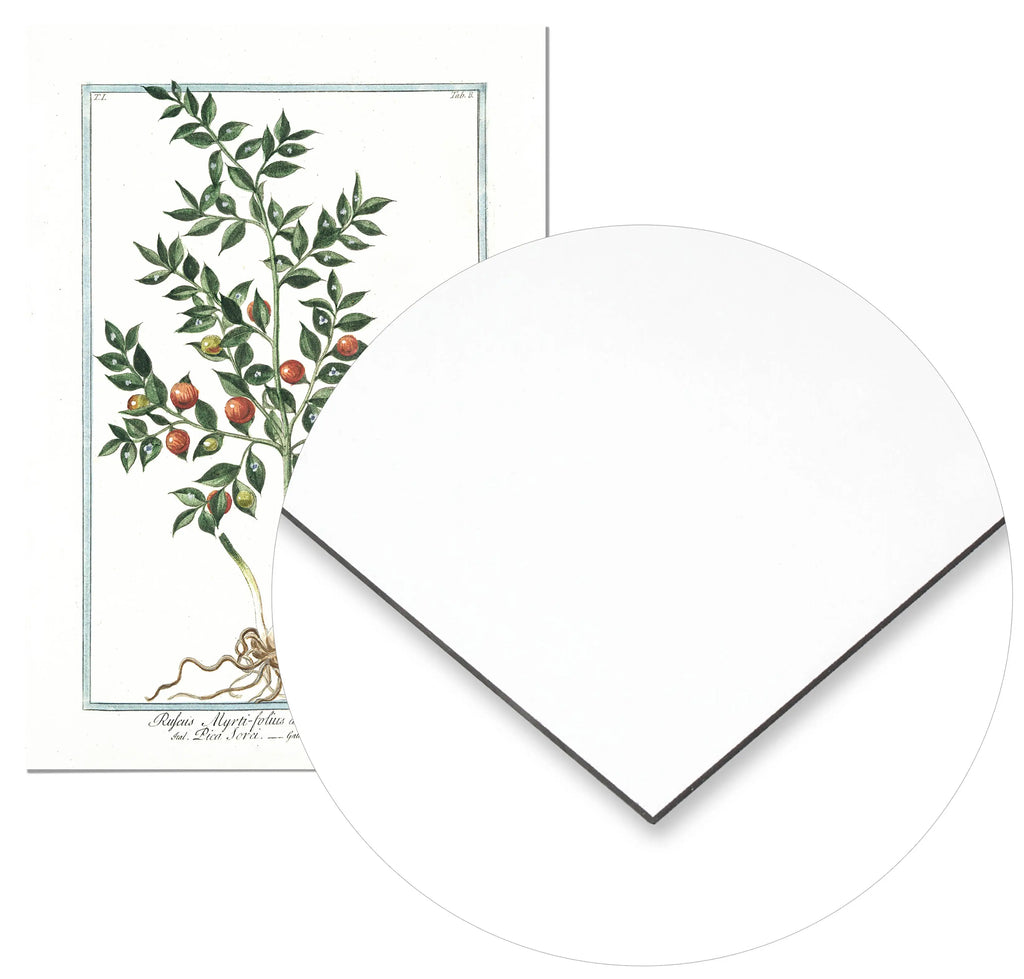 Cuadro Ilustración Botánica Ruscus freeshipping - Home and Living