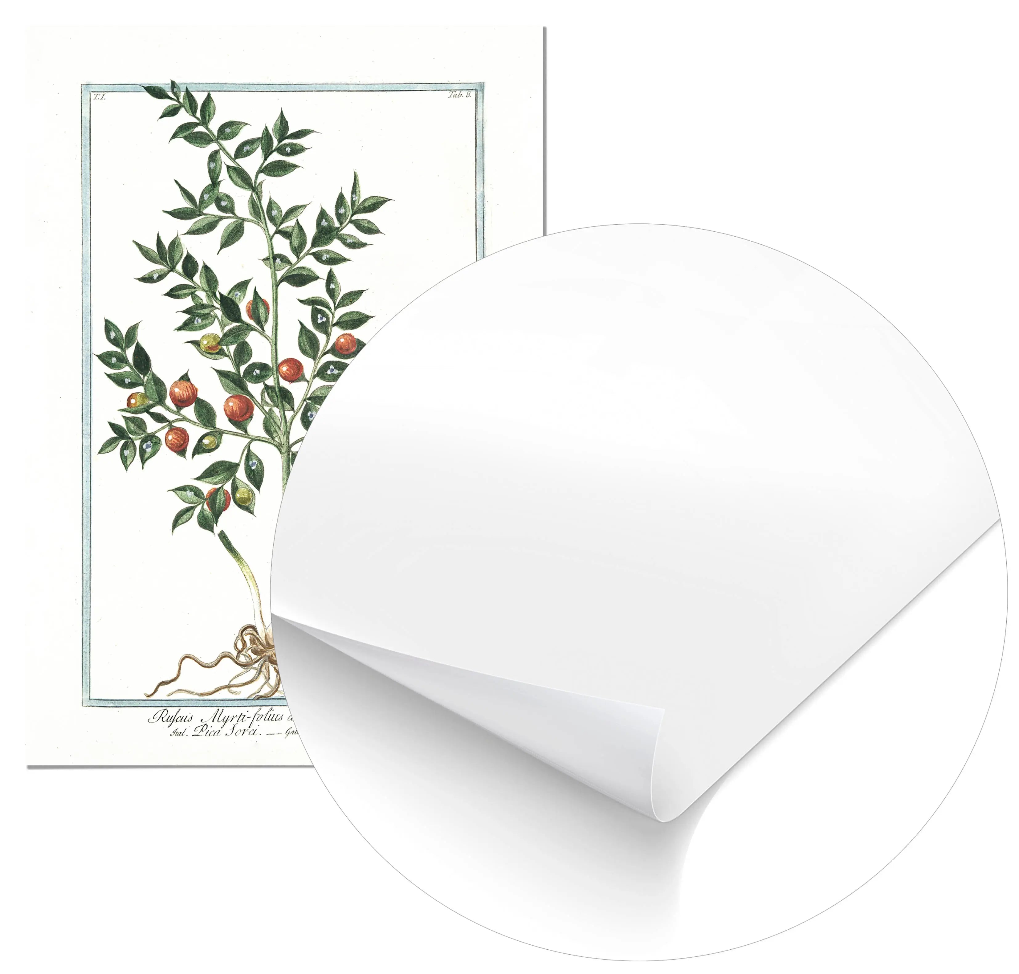 Cuadro Ilustración Botánica Ruscus Home & Living Póster70x100cm