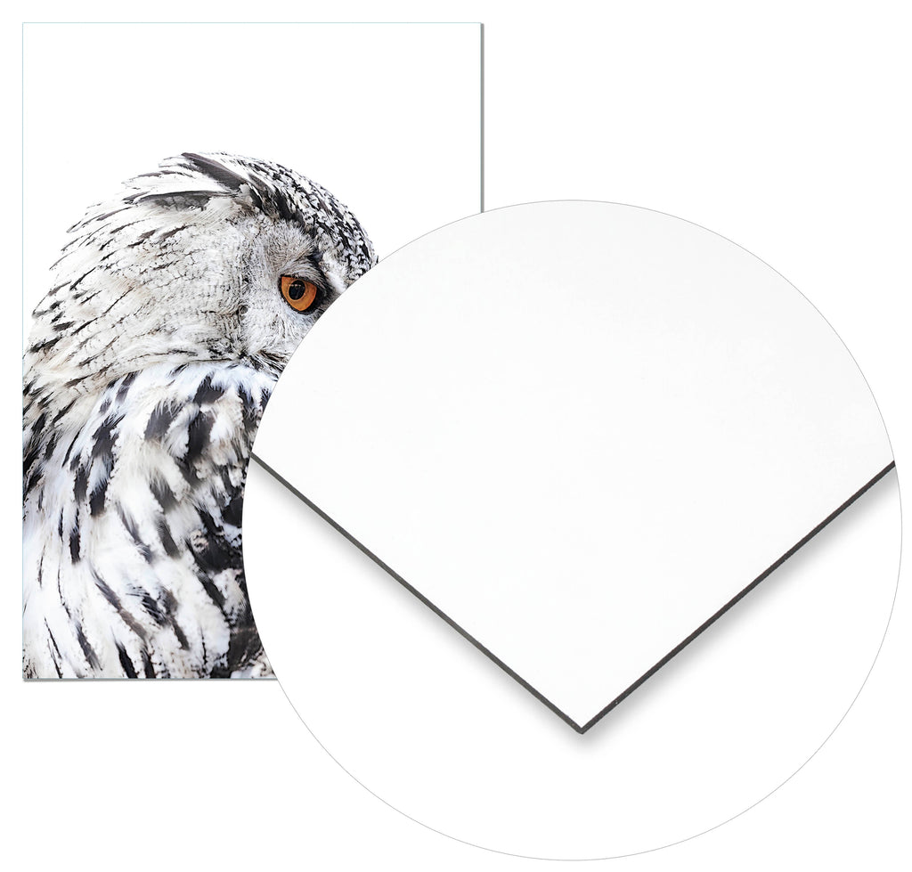 Cuadro Lechuza Perfil Izquierdo Home & Living 