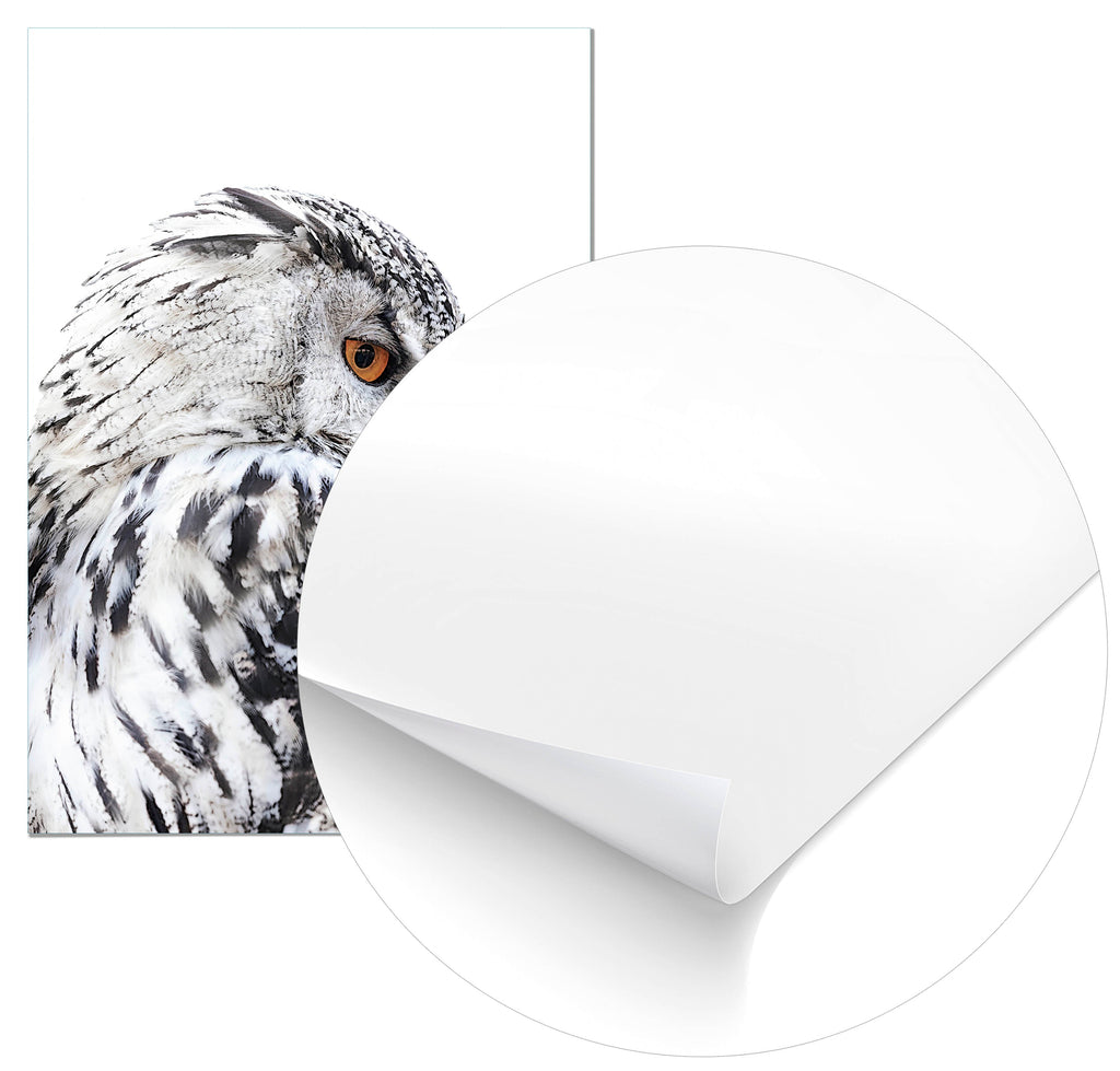 Cuadro Lechuza Perfil Izquierdo Home & Living 