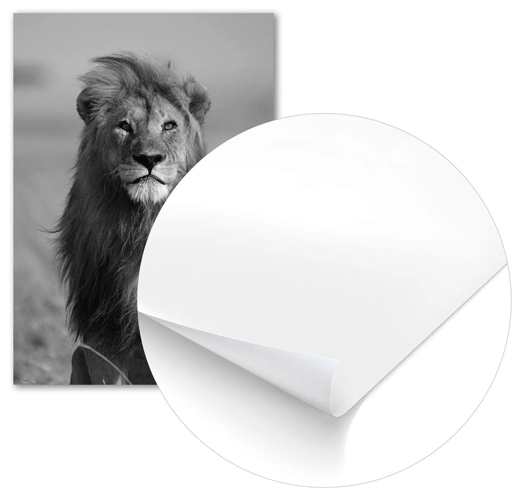 Cuadro León Africano freeshipping - Home and Living