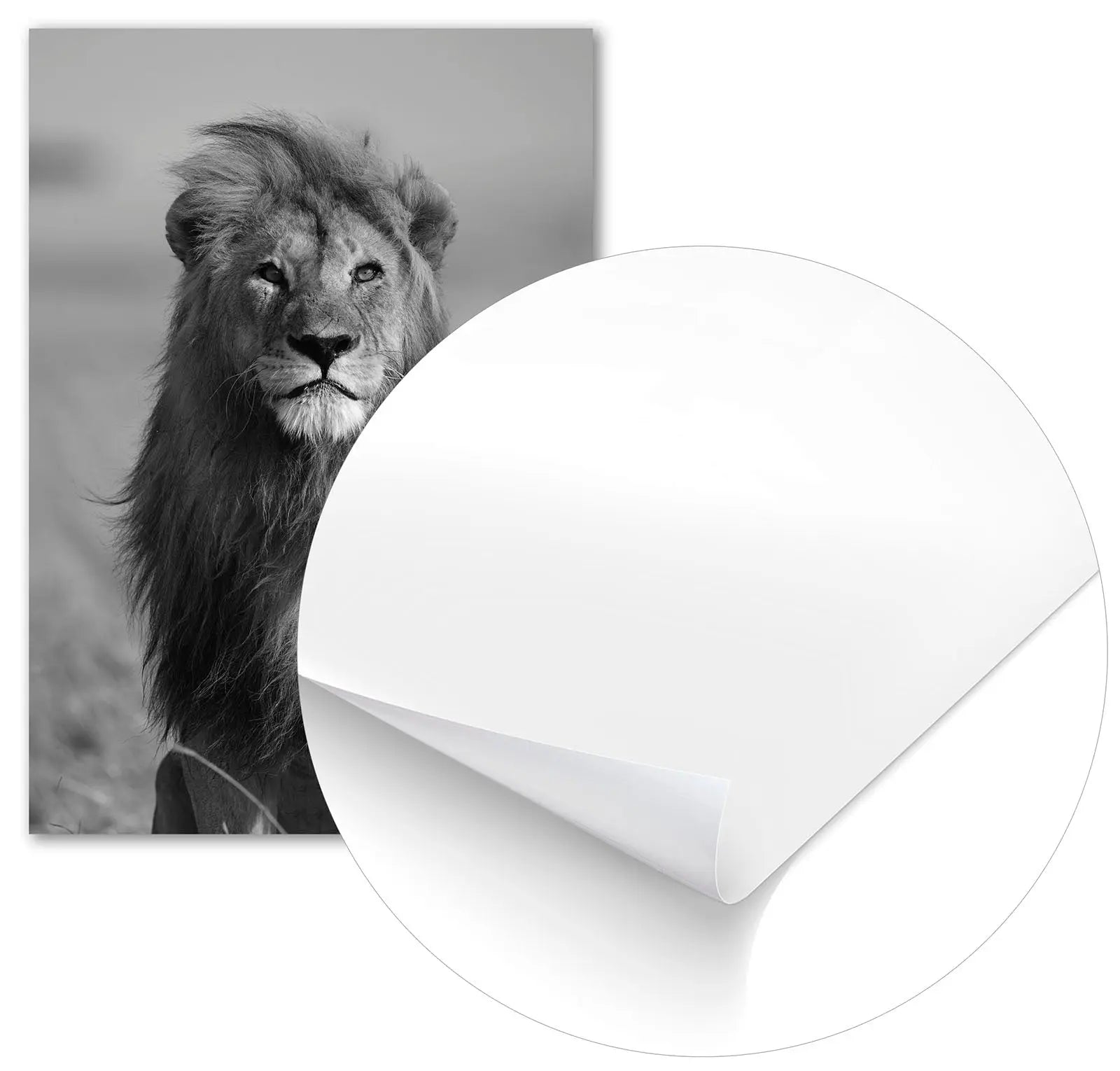 Cuadro León Africano freeshipping - Home and Living