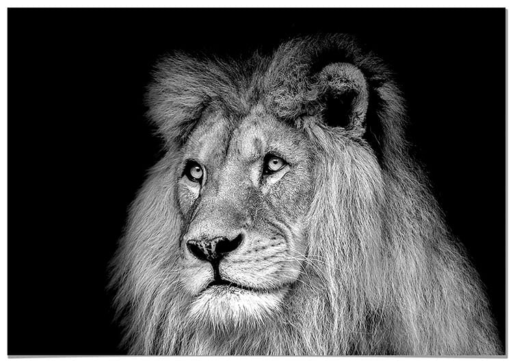 Cuadro León Blanco y Negro Home & Living 