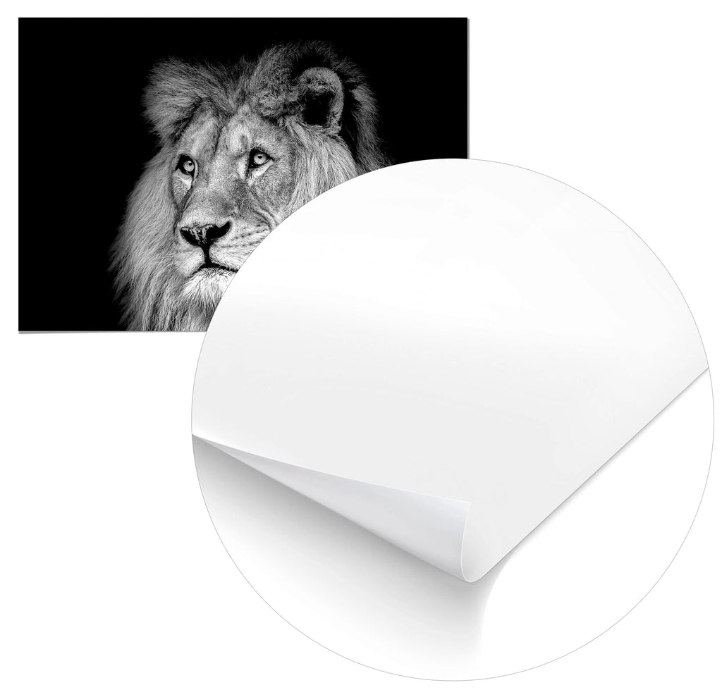 Cuadro León Blanco y Negro Home & Living 