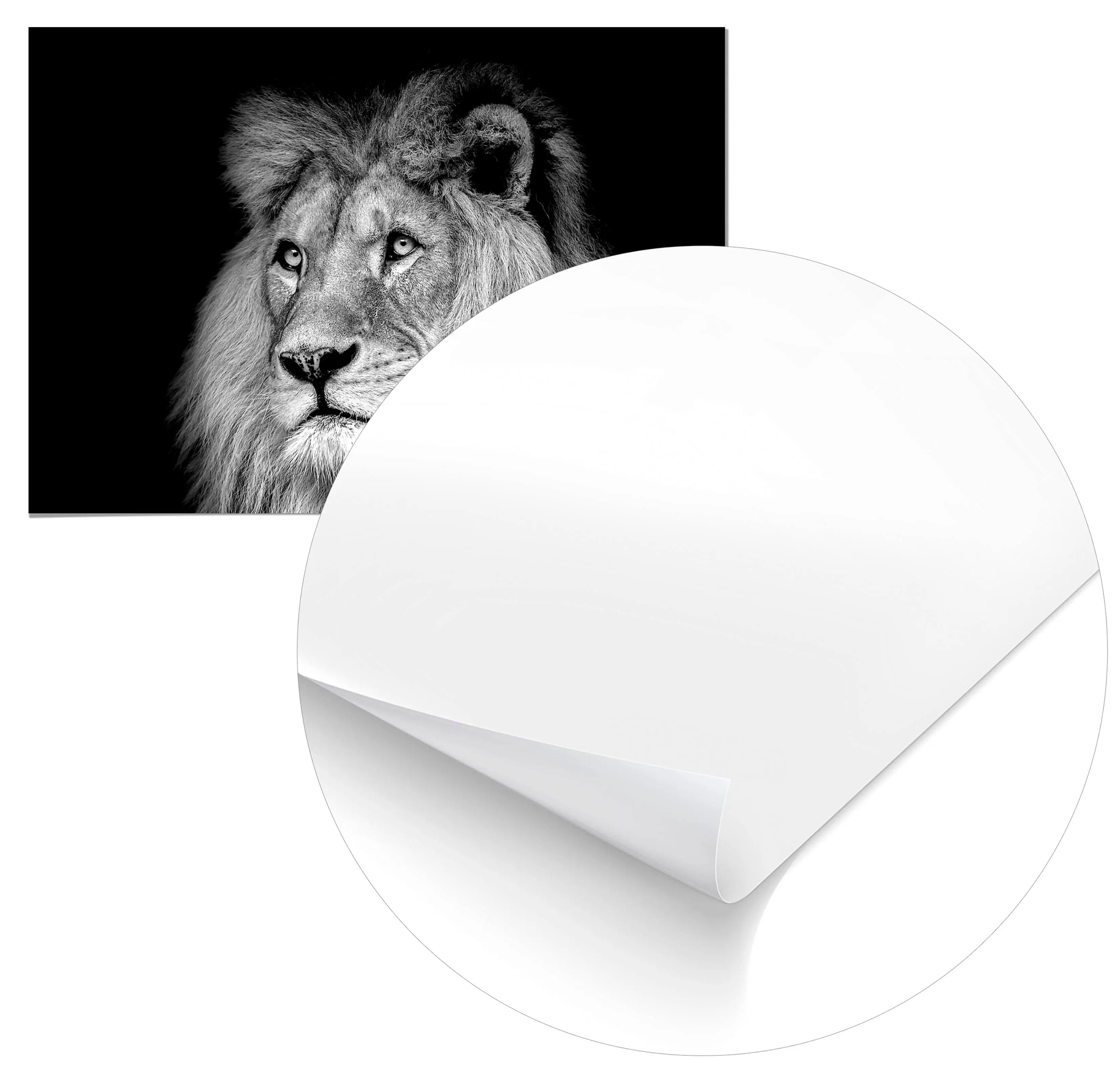 Cuadro León Blanco y Negro Home & Living 