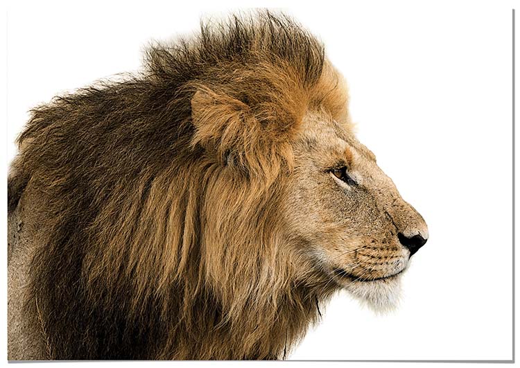 Cuadro León Home & Living 