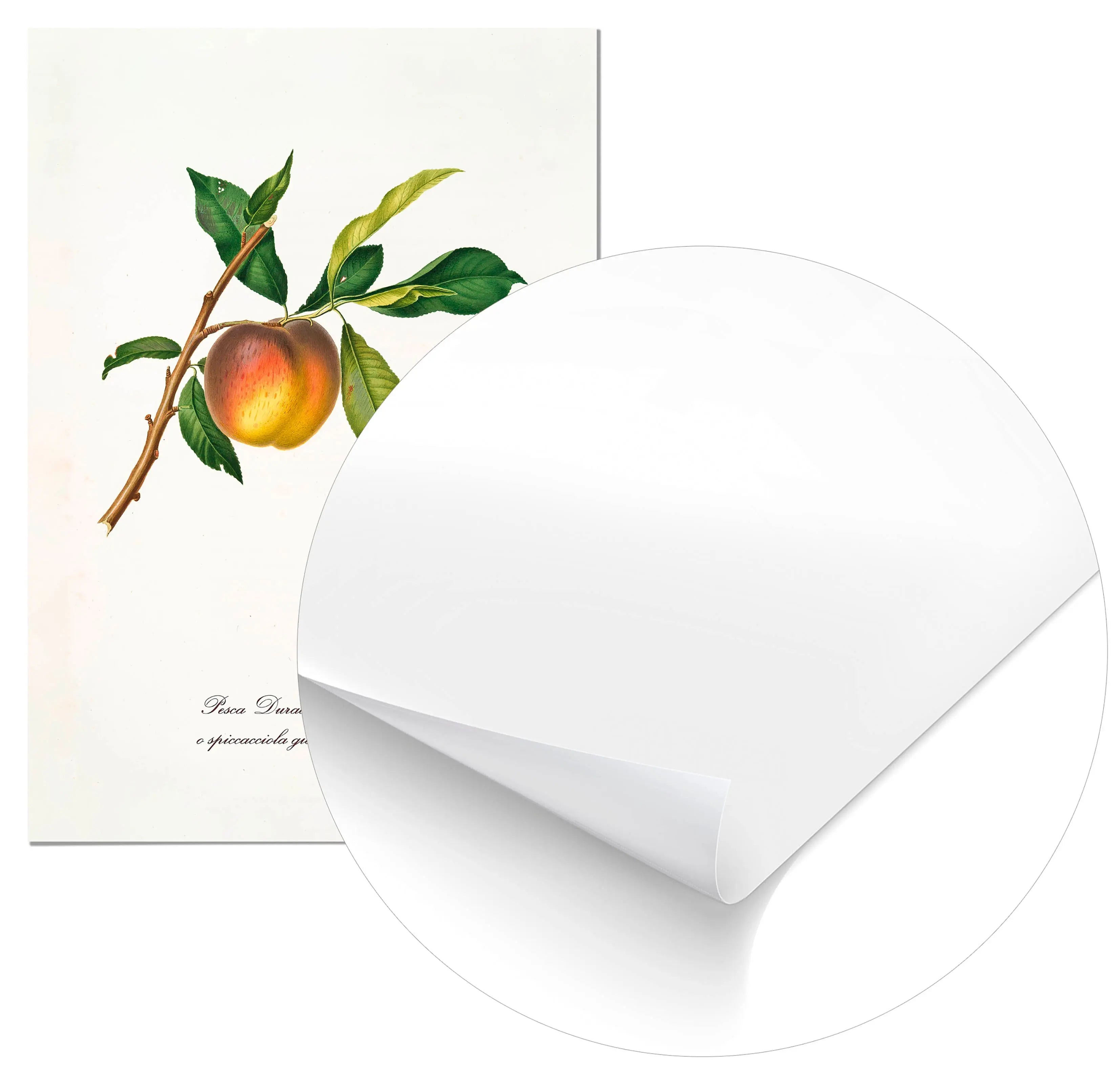 Cuadro Melocotón Amarillo Vintage Home & Living Póster70x100cm