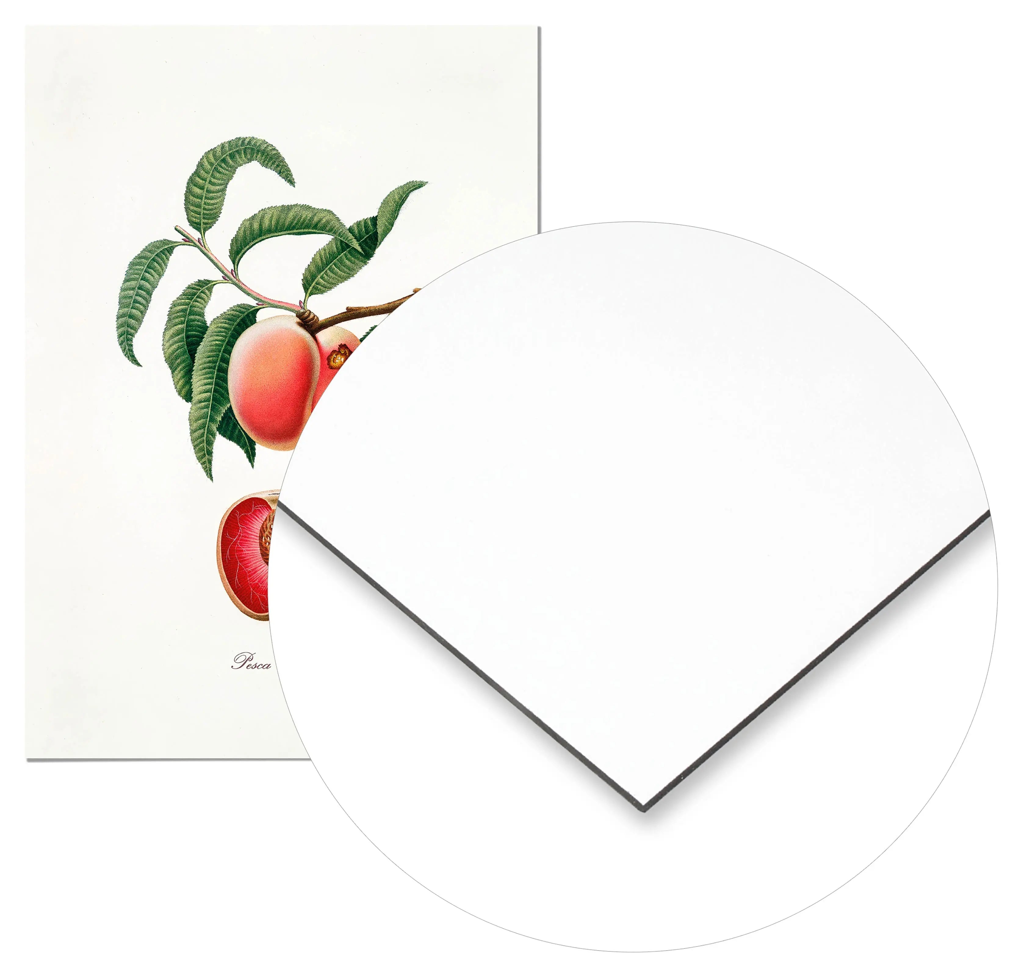 Cuadro Melocotón Vintage Home & Living Metal70x100cm