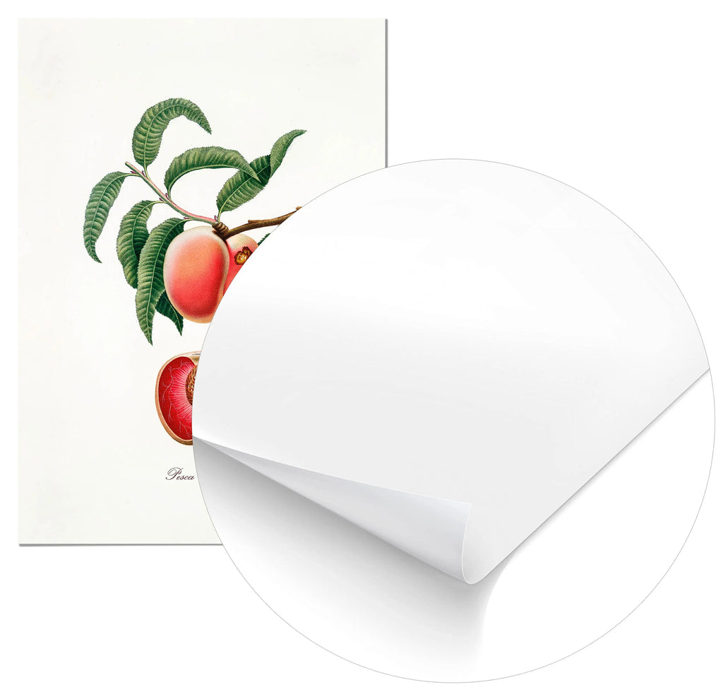 Cuadro Melocotón Vintage Home & Living Póster70x100cm