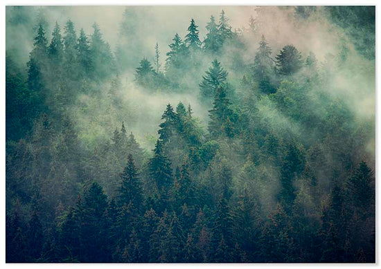 Cuadro Niebla en el Bosque Home & Living 
