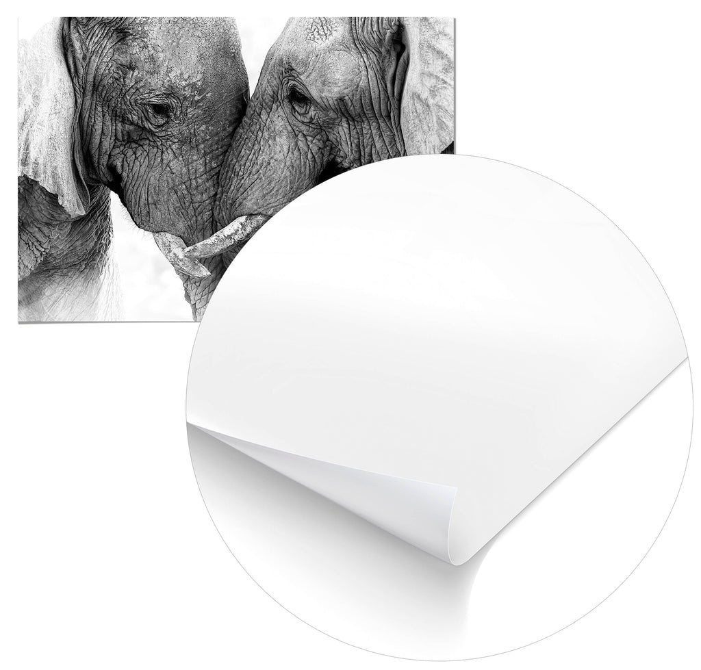 Cuadro Pareja de Elefantes Home & Living 