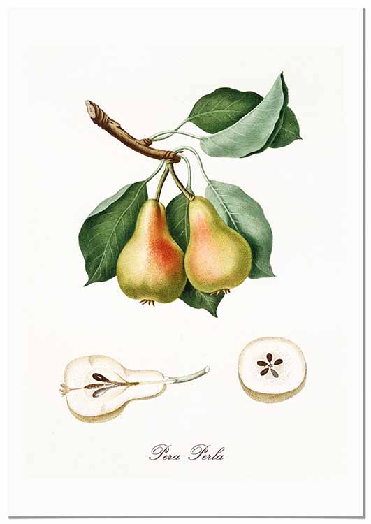 Cuadro Pera Vintage Home & Living 