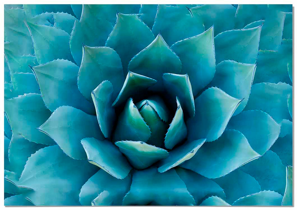 Cuadro Planta Ágave Home & Living 