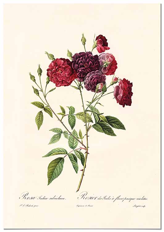 Cuadro Rosa Borgona Vintage Home & Living 