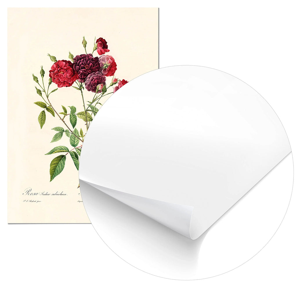 Cuadro Rosa Borgona Vintage Home & Living Póster70x100cm