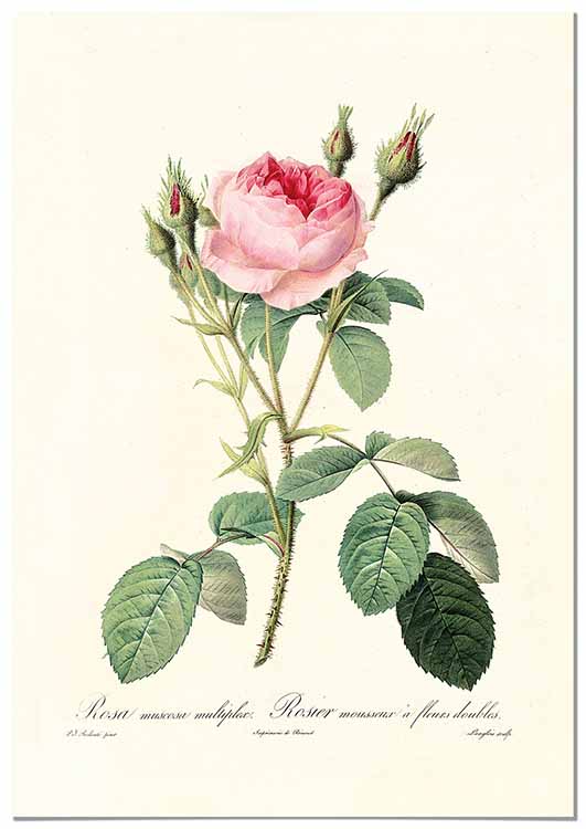 Cuadro Rosa Rosa Vintage Home & Living 